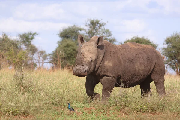 Rhinoceros Lábios Quadrados Estorninhos Burchell Ceratotherium Simum Lamprotornis Australis — Fotografia de Stock