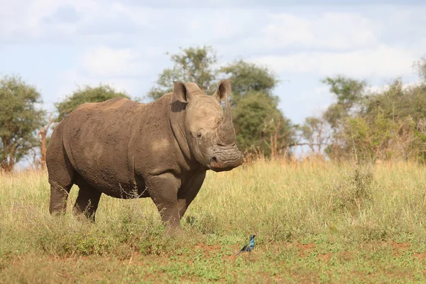 Breitmaulnashorn Und Riesenglanzstar Square Lipped Rhinoceros Burchell Starling Ceratotherium Simum — ストック写真