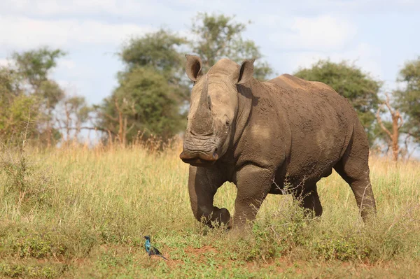 Rhinoceros Lábios Quadrados Estorninhos Burchell Ceratotherium Simum Lamprotornis Australis — Fotografia de Stock