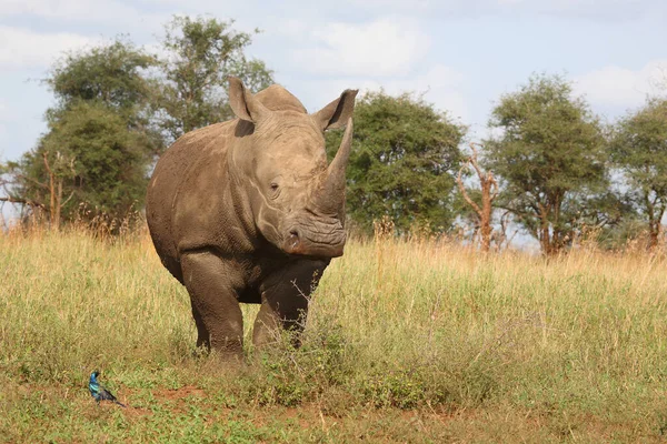 Breitmaulnashorn Und Riesenglanzstar Rinoceronte Labios Cuadrados Estornino Burchell Ceratotherium Simum — Foto de Stock