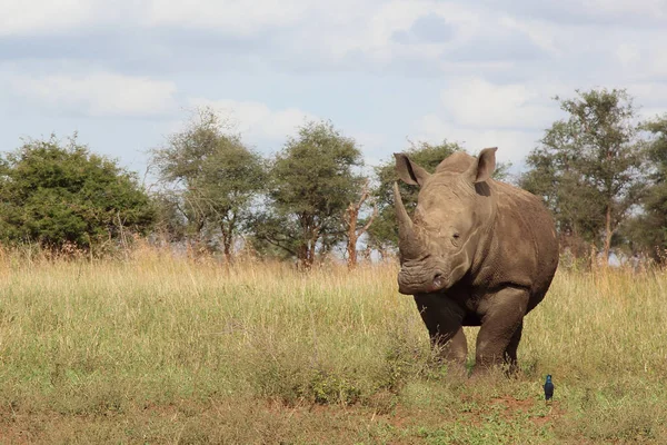 Breitmaulnashorn Und Riesenglanzstar Rinoceronte Labios Cuadrados Estornino Burchell Ceratotherium Simum — Foto de Stock