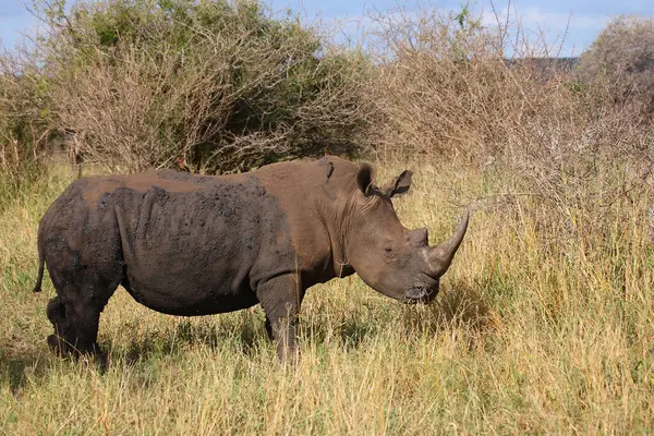 Breitmaulnashorn Und Rotschnabel Madenhacker Rinoceronte Labios Cuadrados Pájaro Oxígeno Pico — Foto de Stock