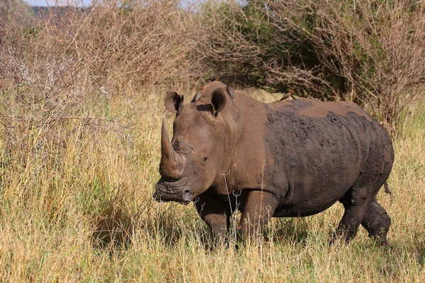 Rinoceronte Boca Quadrada Rinoceronte Bico Vermelho Ceratotherium Simum Buphagus Erythrorhynchus — Fotografia de Stock