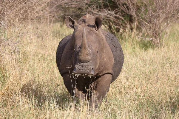 Breitmaulnashorn Und Rotschnabel Madenhacker Vierlippiges Nashorn Und Rotschnabel Ochsenspecht Ceratotherium — Stockfoto