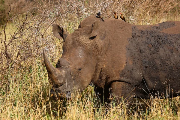 Breitmaulnashorn Und Rotschnabel Madenhacker Square Lipped Rhinoceros Red Billed Oxpecker — ストック写真