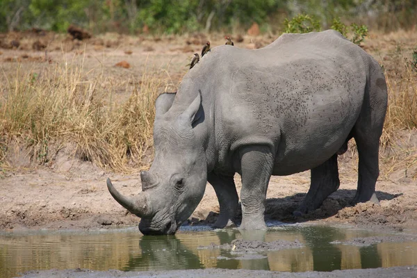 Breitmaulnashorn Und Rotschnabel Madenhacker Square Lipped Rhinoceros Red Billed Oxpecker — Stock Photo, Image