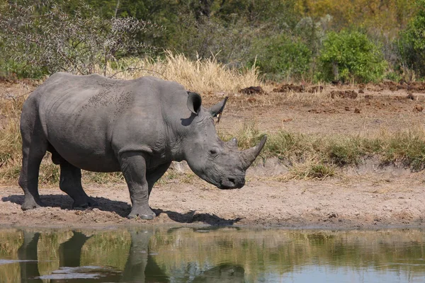 Breitmaulnashorn Und Rotschnabel Madenhacker Rhinoceros Met Vierkante Lippen Roodsnaveloxpecker Ceratotherium — Stockfoto