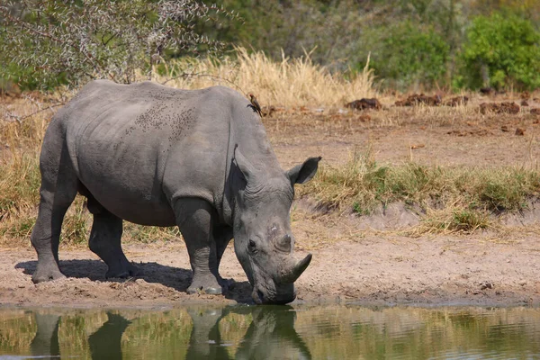 Breitmaulnashorn Und Rotschnabel Madenhacker Square Lipped Rhinoceros Red Billled Oxpecker — стокове фото