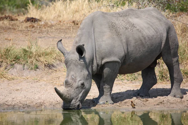 Breitmaulnashorn Und Rotschnabel Madenhacker Square Lipped Rhinoceros和Red Bill Oxpecker Ceratotherium — 图库照片