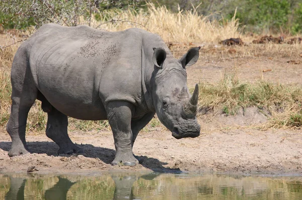 Breitmaulnashorn Und Rotschnabel Madenhacker Rinoceronte Labios Cuadrados Pájaro Oxígeno Pico —  Fotos de Stock