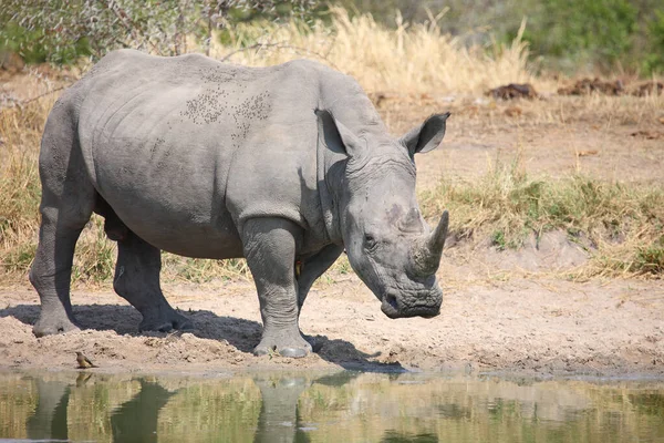 Breitmaulnashorn Und Rotschnabel Madenhacker Rinoceronte Labios Cuadrados Pájaro Oxígeno Pico —  Fotos de Stock