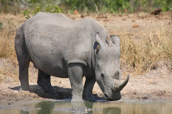 Breitmaulnashorn Und Rotschnabel Madenhacker Rhinoceros Met Vierkante Lippen Roodsnaveloxpecker Ceratotherium — Stockfoto