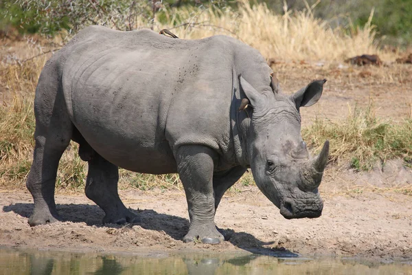 Rinoceronte Boca Quadrada Rinoceronte Bico Vermelho Ceratotherium Simum Buphagus Erythrorhynchus — Fotografia de Stock
