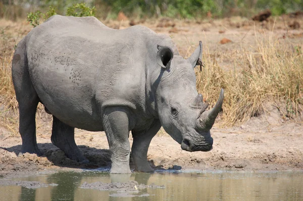 Breitmaulnashorn Und Rotschnabel Madenhacker Nosorožec Čtvercovými Rty Oxpecker Červenými Fakturami — Stock fotografie