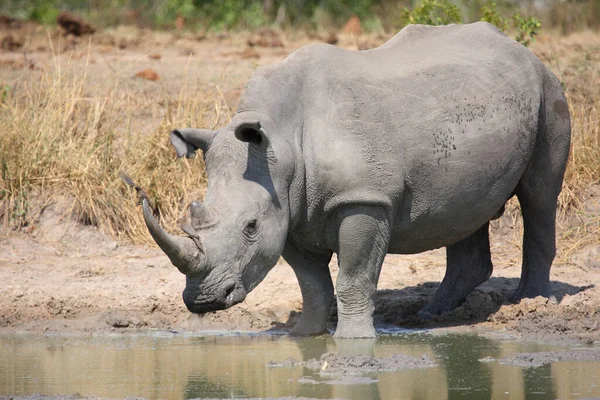 Breitmaulnashorn Und Rotschnabel Madenhacker Rhinoceros Met Vierkante Lippen Roodsnaveloxpecker Ceratotherium — Stockfoto