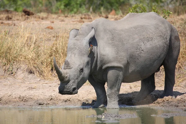 Breitmaulnashorn Und Rotschnabel Madenhacker Square Lipped Rhinoceros Red Billed Oxpecker — Φωτογραφία Αρχείου