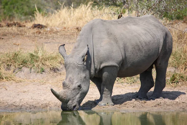 Breitmaulnashorn Und Rotschnabel Madenhacker Rinoceronte Labios Cuadrados Pájaro Oxígeno Pico —  Fotos de Stock