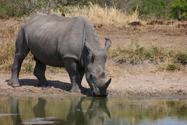 Breitmaulnashorn Und Rotschnabel Madenhacker Square Lipped Rhinoceros Red Billled Oxpecker — стокове фото