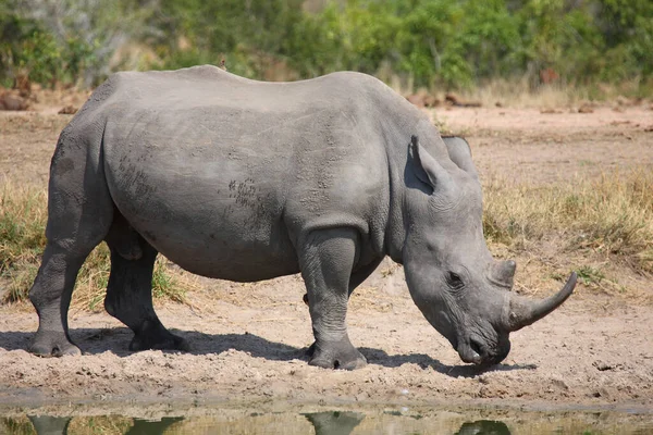 Breitmaulnashorn Und Rotschnabel Madenhacker Rhinocéros Lèvres Carrées Pic Bec Rouge — Photo