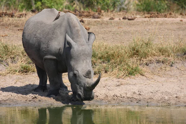 Breitmaulnashorn Und Rotschnabel Madenhacker Square Lipped Rhinoceros Red Billled Oxpecker — стокове фото