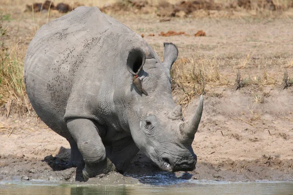 Breitmaulnashorn Und Rotschnabel Madenhacker Rhinocéros Lèvres Carrées Pic Bec Rouge — Photo
