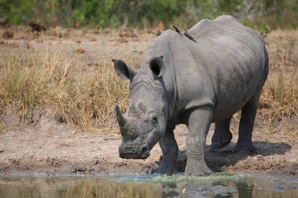 Breitmaulnashorn Und Rotschnabel Madenhacker Rinoceronte Labios Cuadrados Pájaro Oxígeno Pico —  Fotos de Stock