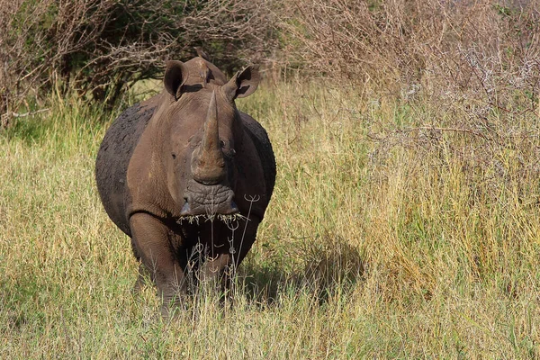 Breitmaulnashorn Und Rotschnabel Madenhacker Vierlippiges Nashorn Und Rotschnabel Ochsenspecht Ceratotherium — Stockfoto