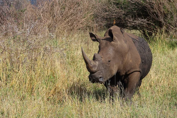 Breitmaulnashorn Und Rotschnabel Madenhacker Rinoceri Buze Pătrate Oxpecker Factură Roșie — Fotografie, imagine de stoc