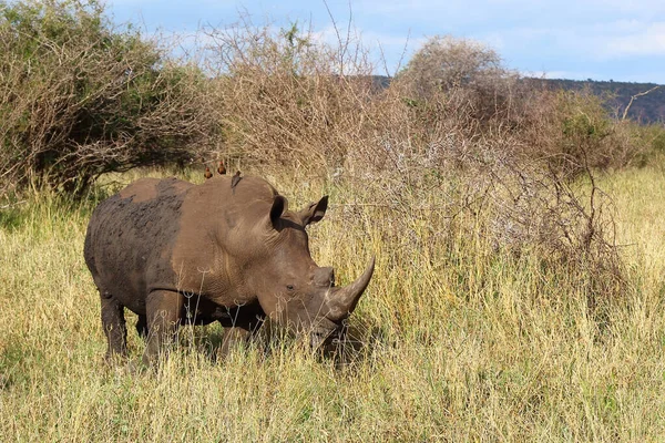 Breitmaulnashorn Und Rotschnabel Madenhacker Rhinoceros Kwadratowych Wargach Dziobak Czerwony Ceratotherium — Zdjęcie stockowe