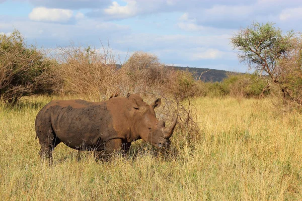 Rinoceronte Boca Quadrada Rinoceronte Bico Vermelho Ceratotherium Simum Buphagus Erythrorhynchus — Fotografia de Stock