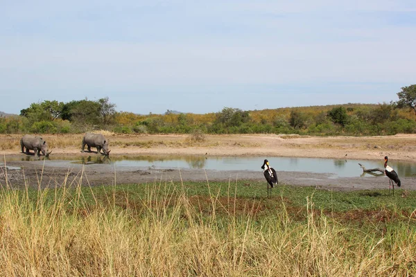 Breitmaulnashorn Und Sattelstorch Fyrkantig Noshörning Och Sadelnäbbad Stork Ceratotherium Simum — Stockfoto