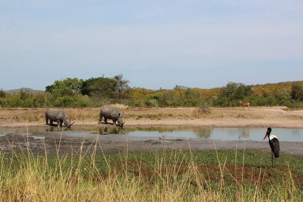 Rinoceronte Boca Quadrada Cegonha Sela Ceratotherium Simum Ephippiorhynchus Senegalensis — Fotografia de Stock