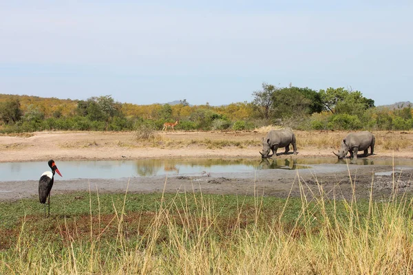 Rinoceronte Boca Quadrada Cegonha Sela Ceratotherium Simum Ephippiorhynchus Senegalensis — Fotografia de Stock