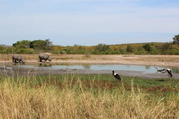 Breitmaulnashorn Und Sattelstorch Fyrkantig Noshörning Och Sadelnäbbad Stork Ceratotherium Simum — Stockfoto