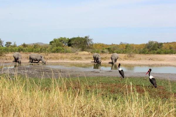 Breitmaulnashorn Und Sattelstorch Square Lipped Rhinoceros Saddle Billed Stork Ceratotherium — ストック写真