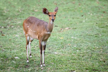 Buschbock / Bushbuck / Tregelaphus betiği