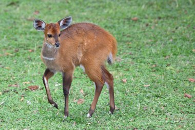 Buschbock / Bushbuck / Tregelaphus betiği