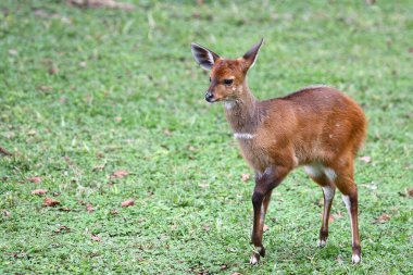 Buschbock / Bushbuck / Tregelaphus betiği