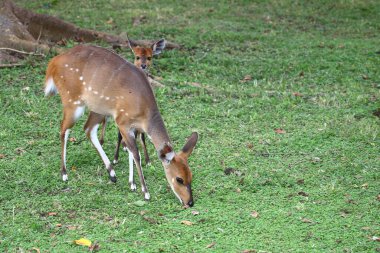 Buschbock / Bushbuck / Tregelaphus betiği