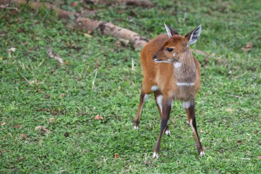 Buschbock / Bushbuck / Tregelaphus betiği