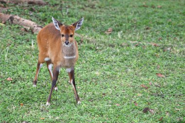 Buschbock / Bushbuck / Tregelaphus betiği