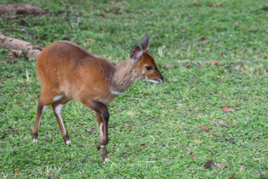 Buschbock / Bushbuck / Tregelaphus betiği