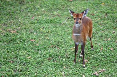 Buschbock / Bushbuck / Tregelaphus betiği