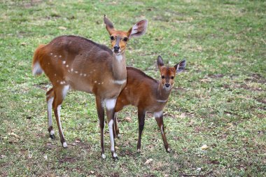 Buschbock / Bushbuck / Tregelaphus betiği
