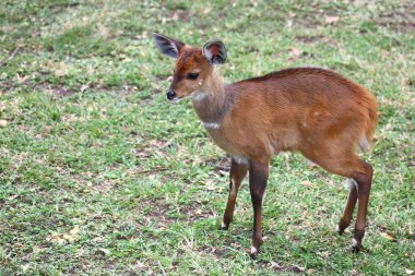 Buschbock / Bushbuck / Tregelaphus betiği