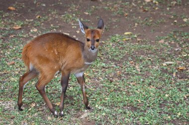 Buschbock / Bushbuck / Tregelaphus betiği