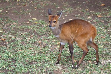 Buschbock / Bushbuck / Tregelaphus betiği