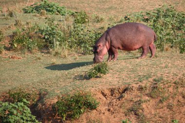 Flusspferd / Hippopotamus / Hippopotamus amfibi