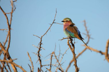 Gabelracke / Leylak göğüslü silindir / Coracias uyarısı