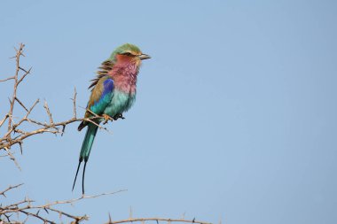 Gabelracke / Leylak göğüslü silindir / Coracias uyarısı